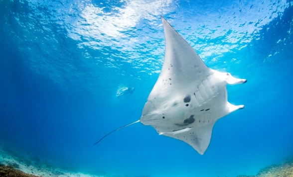 【ゴールドコースト発着】世界遺産レディエリオット島1日観光ツアー